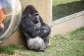 IMG_8654 gorilla